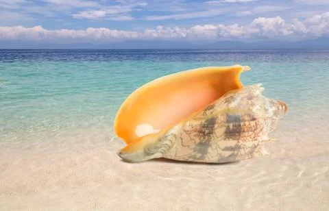 Tropical shell on a beach Foto stock