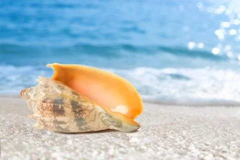 Tropical shell on a beach Stock Photos