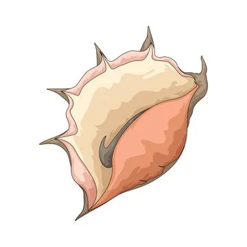 Tropical shell illustration Stock Illustration