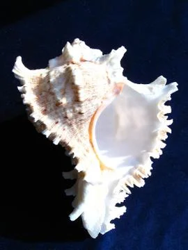 Tropical shell Stock Photos