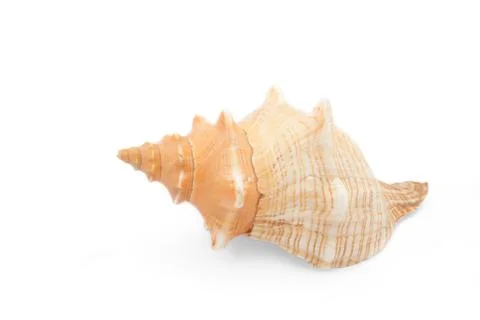 Tropical shell Stock Photos
