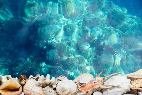 Tropical shells and blue reef Stock Photos