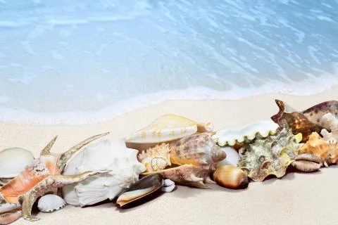 Tropical shells on a beach Stock Photos