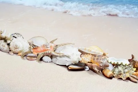 Tropical shells on a beach Stock Photos