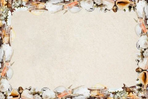 Tropical shells on a sandy beach Stock Photos