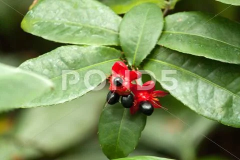 Tropical shrub Stock Photos