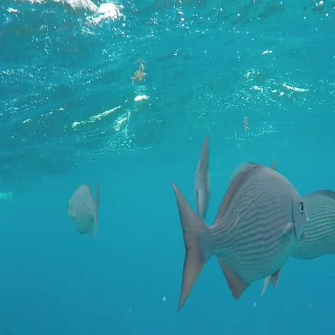 Tropical Silver Fish in Ocean Stock Footage 69699828