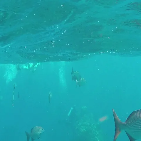 Tropical Silver Fish in Ocean Stock Footage 69699865