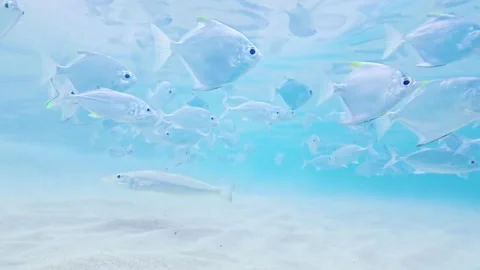 Tropical Silver Moonfish Shoal Navigating Clear Shallow Waters Stock Footage 331135966