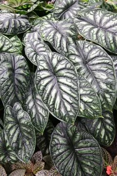 Tropical Silver-Patterned Foliage Close-Up Of Variegated Green Leaves With .. Stockfoto's