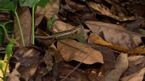 Tropical Skink Resting on Rainforest Leaf Litter 動画素材 336239314