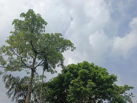 Tropical Sky Symphony Emerald Canopy Dreams Nature Beneath the Clouds Urban Stock Photos