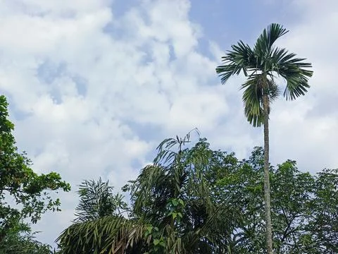Tropical Sky Symphony Emerald Canopy Dreams Nature Beneath the Clouds Urban Stock Photos