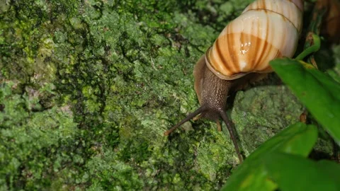 Tropical Snail Extending Eyestalks While Crawling Across Mossy Surface 動画素材 336782974