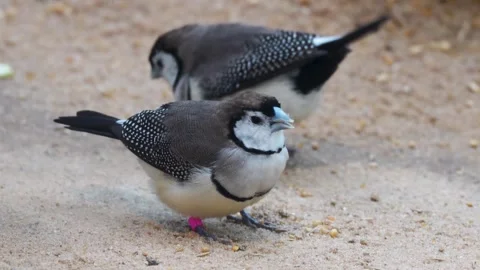 A tropical sparrows searching Stock Footage 265802796