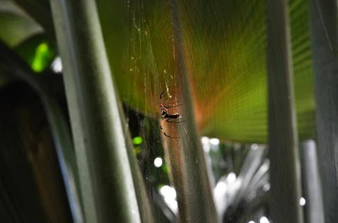 Tropical spider in the forest on the web Stock Photos