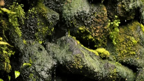 Tropical Spider Rack Focus Stock Footage 70370363