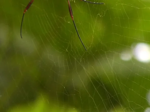 Tropical Spider on Spiderweb in Amazon Jungle Rainforest Video stock 112935101