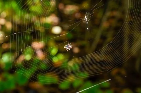 Tropical Spider on the spiderweb Stock Photos