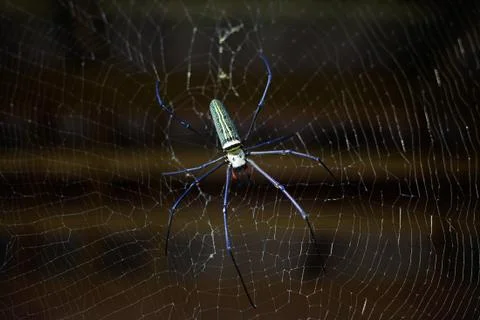 Tropical spider in web Foto stock