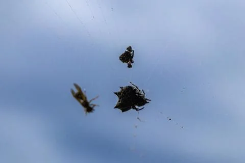 Tropical spider with yellow flat back in web with prey. Fotos de archivo