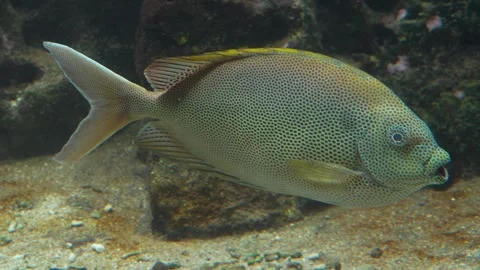 A tropical spotted fish Stock Footage 244543811