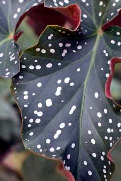 Tropical spotted leaf Stock Photos