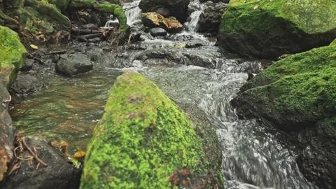 Tropical spring is streaming between stones Stock Footage 331124775
