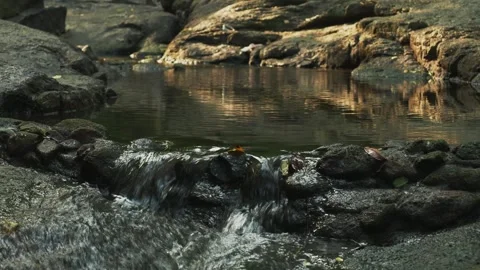 Tropical spring is streaming between stones Stock Footage 332035468