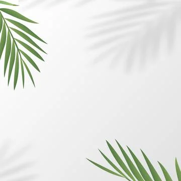 Tropical square frame with palm tree leaves. Vector Stock Illustration