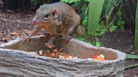 A tropical squirrel also treeshrew  eating Stock Footage 267463579