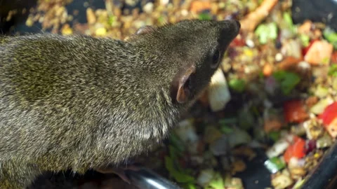 A tropical squirrel also treeshrew eating Video stock 278012855