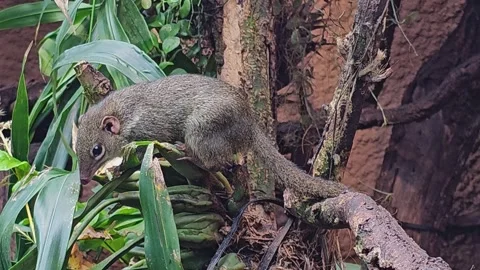 Tropical squirrel also Treeshrew Stock Footage 269823960