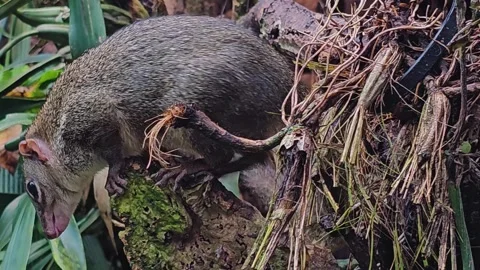 Tropical squirrel also Treeshrew Stock Footage 269835521