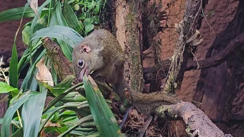 Tropical squirrel also treeshrew Video stock 269890132