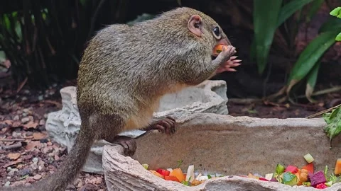 Tropical squirrel also treeshrew Stock Footage 269891521