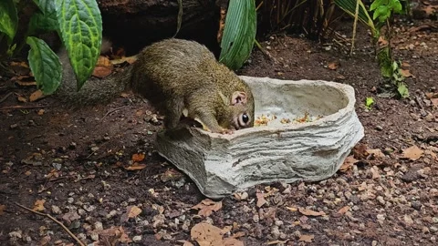 A Tropical squirrel also treeshrew Video stock 273212723