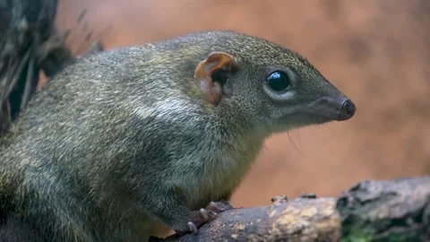 A Tropical squirrel also treeshrew  Stock Footage 275548801