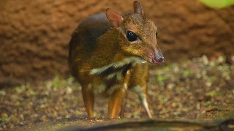 A tropical squirrel also treeshrew  Stock Footage 277464921
