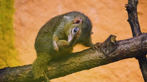 A tropical squirrel also Treeshrew Stock Footage 277534973