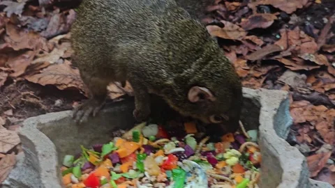  A Tropical squirrel eating  Video stock 266177125
