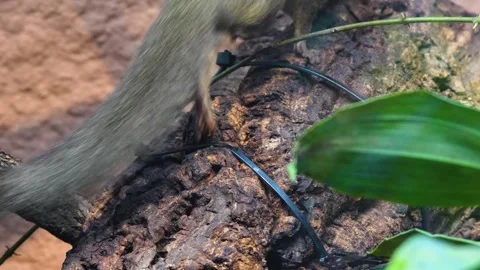 Tropical squirrel Stock Footage 265817407