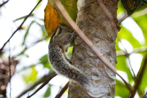 Tropical Squirrel Hiding Behind Tree Trunk With Tail Peeking Out Stock Photos