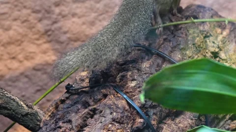 A tropical squirrel moving around  Stock Footage 265801917