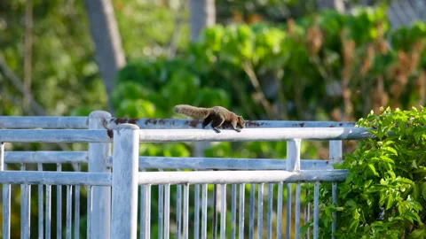 Tropical Squirrel Running Along a Metal Fence in a Garden Setting Stock Footage 331016857