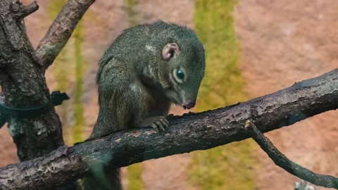 Tropical squirrel sitting on a branch Stock Footage 265874544
