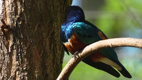 A tropical starling bird Stock Footage 275511404