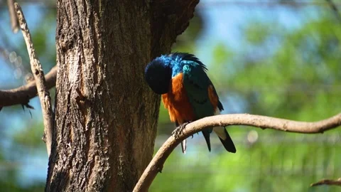 A tropical starling bird  Stock Footage 275535614