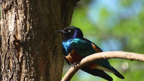 A tropical starling bird  on a tree Stock Footage 273651694