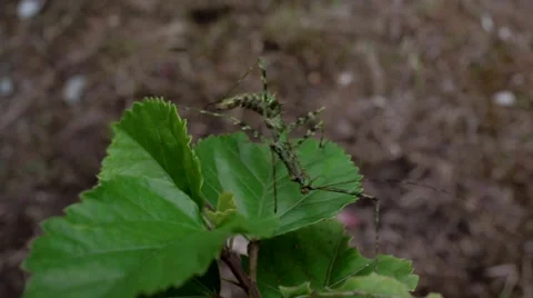 Tropical stick insect on a leaf Stock Footage 41870277